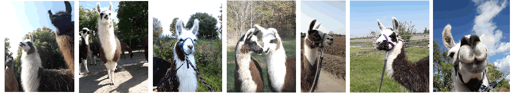 Pfälzer Lamas; Dannstadt-Schauernheim – Unsere anderen Tiere
